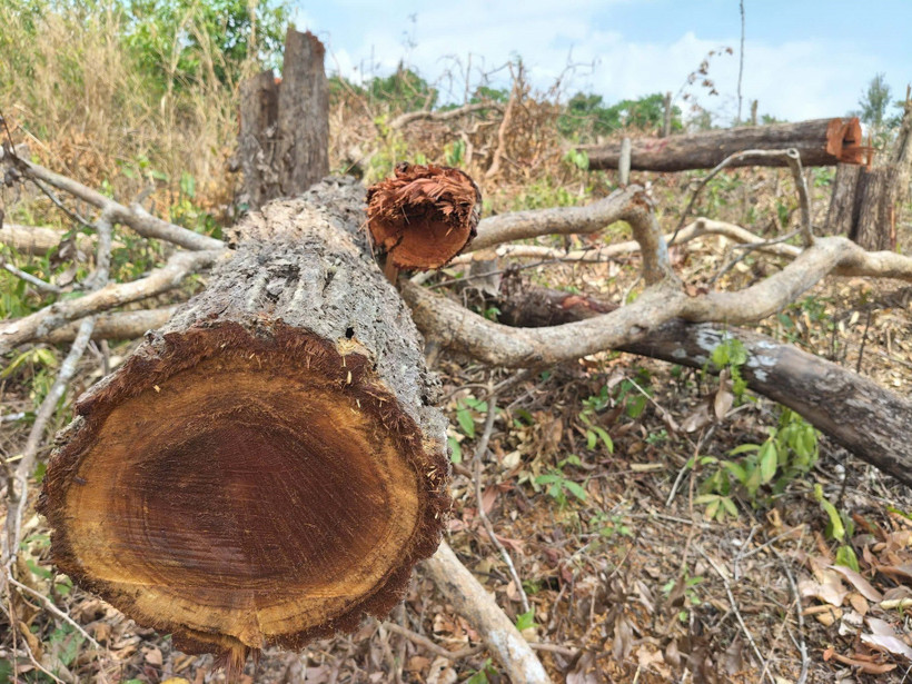 Nhiều thân cây gỗ vẫn còn nằm ngổn ngang tại hiện trường vụ phá rừng ở lô 7, khoảnh 2, tiểu khu 930, xã Ia Púch. (Ảnh: Hoài Nam/TTXVN)