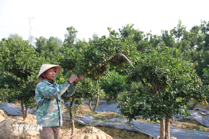 Người dân chăm sóc vườn quất để chuẩn bị cung ứng cho thị trường Tết. (Ảnh: Khiếu Tư/TTXVN)