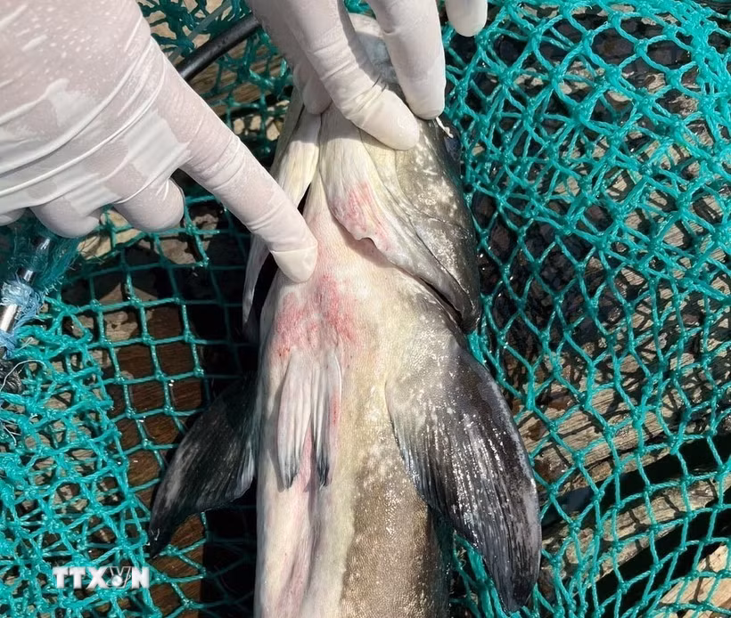 Cá bớp có các biểu hiện bỏ ăn, mất lớp nhớt bảo vệ, ửng đỏ phần bụng. (Ảnh: TTXVN phát)