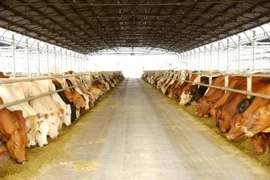 Nông nghiệp Hòa Phát chính thức nộp hồ sơ IPO lên Ủy ban Chứng khoán. (Ảnh: Vietnam+)