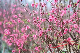 “Đường xuân đất Việt 2026 - Hội tụ”: Sẽ kết nối điểm cầu ba miền đất nước và Nam Sudan. (Nguồn: Vietnam+)