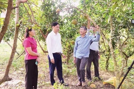 Mô hình vay vốn sản xuất giỏi ở xã Ba Bể, tỉnh Thái Nguyên. (Ảnh: Vietnam+)