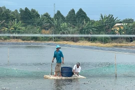 Gói vay nông, lâm, thủy sản đạt 94% mục tiêu. (Ảnh: Vietnam+)