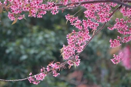 Mỗi loài hoa, loài cây được trưng trong ngày Tết đều có ý nghĩa riêng, biểu tượng cho niềm vui, may mắn và hạnh phúc trong những ngày đầu năm mới.