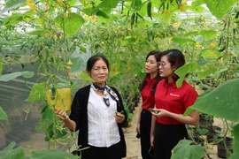 Một mô hình sản xuất nông nghiệp hữu cơ từ nguồn vốn đầu tư của Agribank. (Ảnh: Vietnam+)