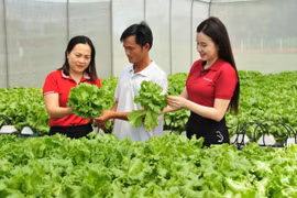 Từ nguồn vốn vay của Agribank, nhiều cá nhân, hộ gia đình đã phát triển hiệu quả mô hình sản xuất kinh doanh, thoát nghèo và vươn lên làm giàu. (Ảnh: Vietnam+)