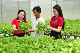 Từ nguồn vốn vay của Agribank, nhiều cá nhân, hộ gia đình đã phát triển hiệu quả mô hình sản xuất kinh doanh, thoát nghèo và vươn lên làm giàu. (Ảnh: Vietnam+)