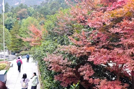 Mùa Thu trên núi Hoàng Sơn là thời điểm lý tưởng để ngắm lá vàng rực rỡ, khi lá cây chuyển màu đỏ, cam, vàng xen kẽ trên nền đá và mây. (Ảnh: Vietnam+)