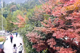 Mùa Thu trên núi Hoàng Sơn là thời điểm lý tưởng để ngắm lá vàng rực rỡ, khi lá cây chuyển màu đỏ, cam, vàng xen kẽ trên nền đá và mây. (Ảnh: Vietnam+)