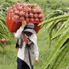 Thu hoạch thanh long ở Bình Thuận. (Ảnh: Hồng Nhung/TTXVN)