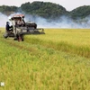 Thu hoạch lúa gạo. (Ảnh: Hồng Đạt/TTXVN)
