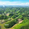 Carbon rừng. (Ảnh minh hoạ. Nguồn: TTXVN)