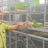 Cục Lâm nghiệp và Kiểm lâm phối hợp cùng các lực lượng kiểm tra cơ sở nuôi tại xã Thoại Sơn, tỉnh An Giang.