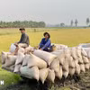 Lúa gạo là sản phẩm nông nghiệp chủ lực. (Ảnh: Thanh Sang/TTXVN)