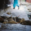 Gà nhiễm virus cúm A/H5N6. (Ảnh minh họa. Nguồn ảnh: TTXVN)