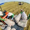 Lúa chất lượng cao và phát thải thấp. (Ảnh: Mạnh Linh/TTXVN)