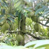 Cây sầu riêng nghịch vụ, sai trái. (Ảnh: Công Mạo/TTXVN)