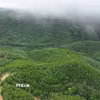 Đầu tư vào rừng chính là đầu tư cho tương lai. (Nguồn ảnh: TTXVN)