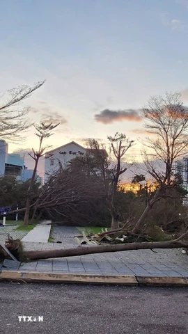 Gió mạnh khiến cây xanh và trụ điện ngã đổ hàng loạt ở Gia Lai (Ảnh: Sỹ Thắng/TTXVN)