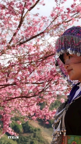 Những ngày này, du khách từ khắp nơi tìm về, tận mắt chiêm ngưỡng sắc hoa giữa đại ngàn. (Ảnh: Tuấn Anh/TTXVN)