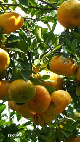 Những quả quýt hồng to tròn, mọng nước chờ đến ngày thu hoạch. (Ảnh: Nhựt An/TTXVN)
