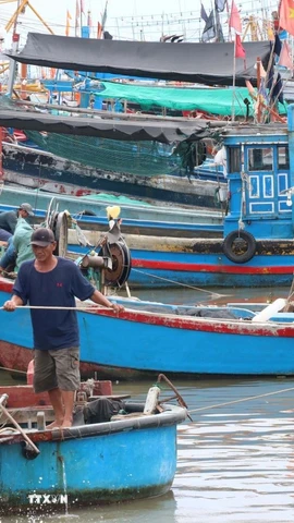 Ngư dân chủ động neo đậu tàu thuyền tránh bão tại Cảng cá Đông Hải. (Ảnh: Công Thử/TTXVN)