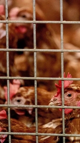 Gà nuôi tại một trang trại ở Barneveld, Hà Lan. (Ảnh: AFP/TTXVN)