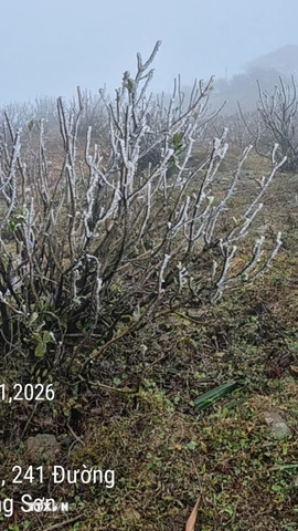 Tại Mẫu Sơn nhiệt độ thấp nhất là 2-4 độ. (Ảnh: TTXVN phát)