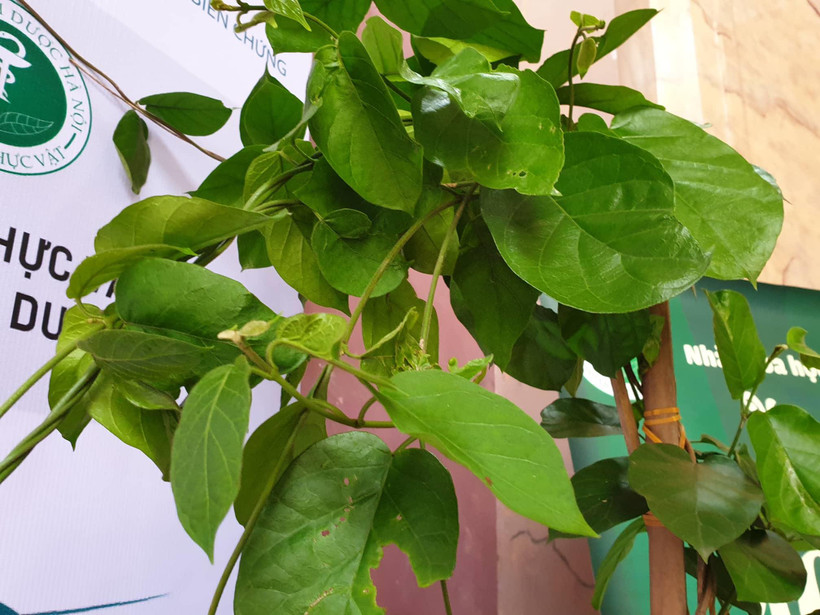 Cây dây thìa canh lá to. 