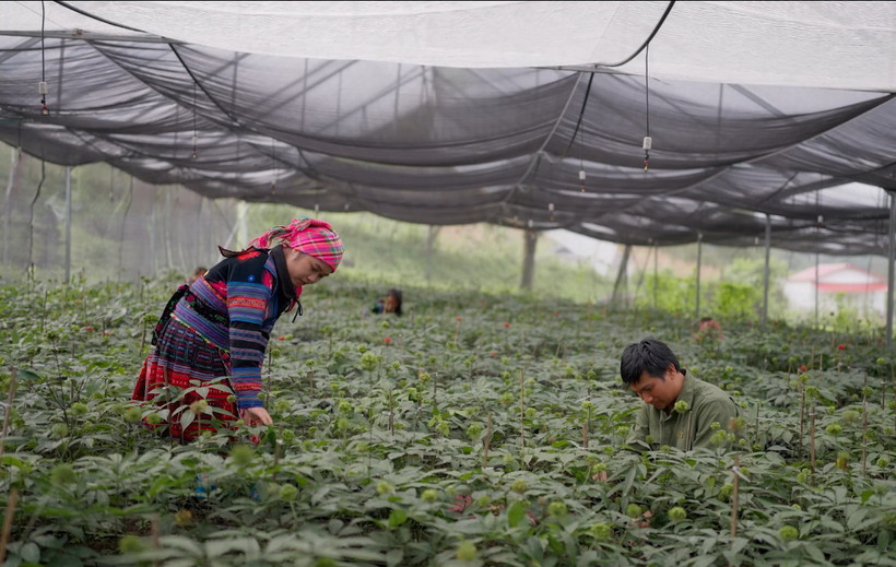 Người dân chăm sóc cây dược liệu trên vùng núi cao. (Ảnh: CTV/Vietnam+)