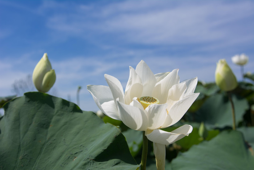Loài hoa sen giản dị nhưng toát lên vẻ đẹp thanh cao, thuần khiết lạ thường. (Ảnh: Vietnam+)
