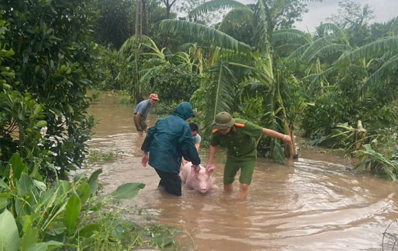 Lực lượng chức năng cùng nhân dân hỗ trợ di dời gia súc trong vùng bị ngập lụt. (Ảnh: TTXVN phát)
