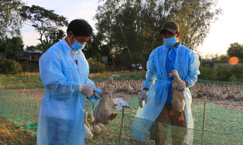 Tiêm vaccine cúm gia cầm. (Ảnh: Nhựt An/TTXVN)