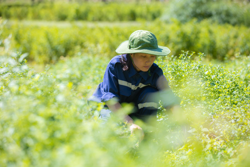 Chăm sóc cây thảo dược tại Trung tâm Bảo tồn và phát triển dược liệu Mường Lống. (Ảnh: Minh Sơn/TTXVN)