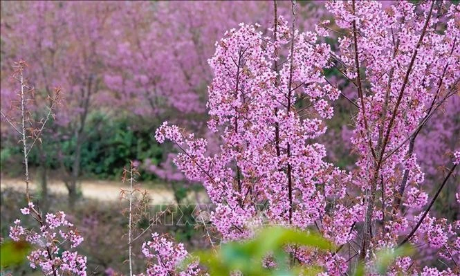 Mù Cang Chải bừng sắc hoa Tớ dày, hút du khách những ngày mùa Đông