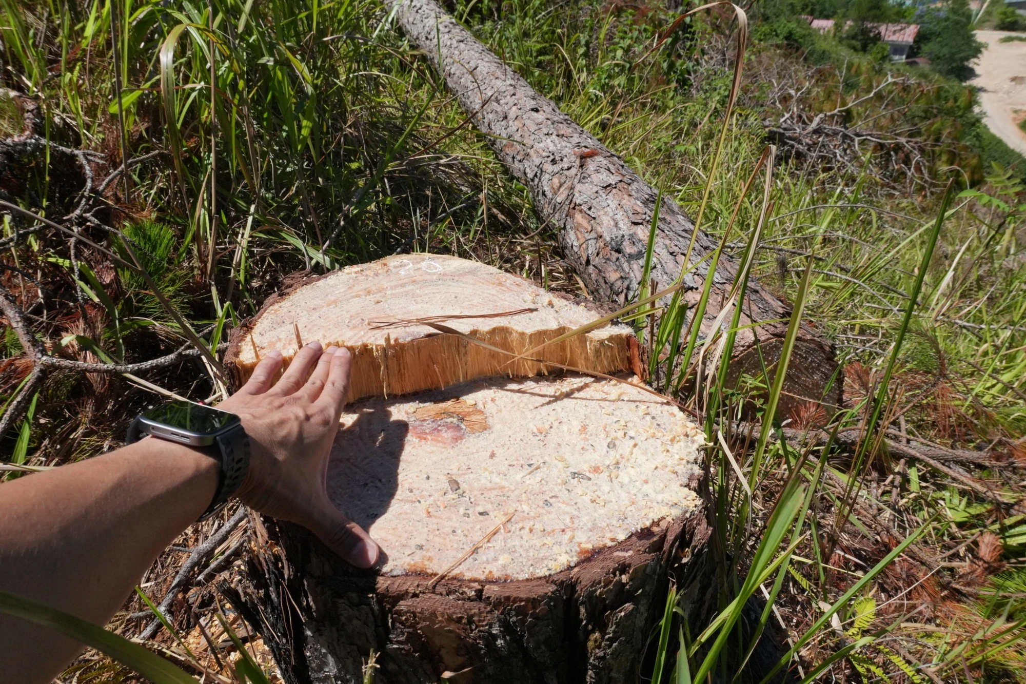 Lâm Đồng truy tìm thủ phạm hạ hàng trăm cây thông ở xã Lạc Dương