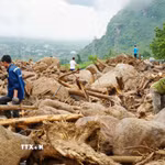 Người dân tranh thủ chặt củi mang về nhà. (Ảnh: Nguyễn Oanh/TTXVN)