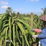 Nhà vườn xã Tân Thuận Bình, tỉnh Đồng Tháp chăm sóc thanh long. (Ảnh: Công Trí/TTXVN)