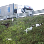 Không ít tài xế đã phải bật tín hiệu cảnh báo để giảm vận tốc, bóp còi inh ỏi khi nhận thấy đàn dê di chuyển sát mép đường cao tốc. (Ảnh: Xuân Tiến/TTXVN)