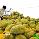 Sầu riêng xuất khẩu được tập kết tại một vựa trái cây. (Ảnh: Hồng Đạt/TTXVN)