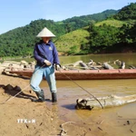 Người vớt gỗ tháo rời thân cây gỗ lớn ra khỏi mảng kết, cột dây cáp vào một đầu và điều chỉnh thân gỗ theo hướng kéo của máy tời đặt trên cao. (Ảnh: Xuân Tiến/TTXVN)