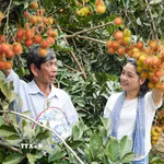 Du khách tìm hiểu kỹ thuật chăm sóc cây tại vườn chôm chôm ở phường Bình Lộc, thành phố Đồng Nai. (Ảnh: Lê Xuân/TTXVN)
