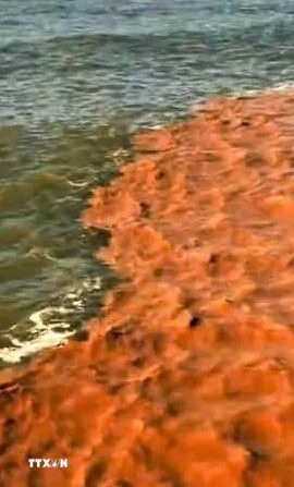 Nước biển 2 màu nước xanh và nâu đỏ kéo dài hàng chục km tại khu vực biển Tây, gần Hòn Đá Bạc, thuộc xã Đá Bạc, tỉnh Cà Mau. (Ảnh: TTXVN phát)