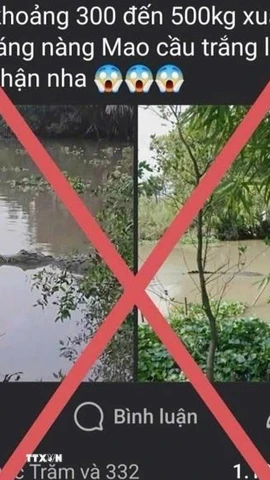 Tài khoản Facebook mang tên N.H.T đăng tải thông tin cá sấu nặng 300-500kg xuất hiện trên kênh xáng Nàng Mau (Hậu Giang) là sai sự thật. (Ảnh: TTXVN phát)