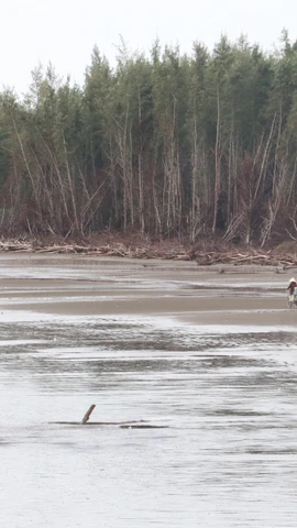 Vạt rừng (xã Tân Thủy) bị nước biển xâm thực gây chết cây và sạt lở đất. (Ảnh: Huỳnh Phúc Hậu/TTXVN)