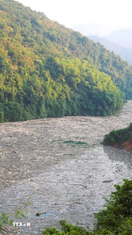 Tình trạng rác, gỗ phủ kín mặt sông Nậm Nơn, lòng hồ Thủy điện Bản Vẽ ảnh hưởng nghiêm trọng đến giao thông đường thủy. (Ảnh: Xuân Tiến/TTXVN)