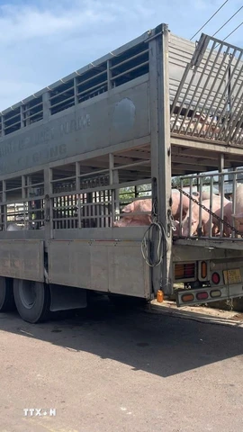 Phương tiện chở 220 con lợn bị lực lượng chức năng bắt giữ. (Ảnh: TTXVN phát)