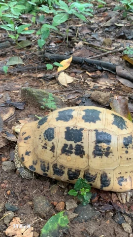 Rùa núi vàng. (Ảnh: TTXVN phát)