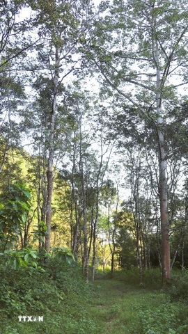 Đa dạng các loài cây đặc trưng về các loài thực vật nhiệt đới của khu vực Bắc Trung Bộ và cả nước trong Vườn ngoại vi. (Ảnh: Xuân Tiến/TTXVN)