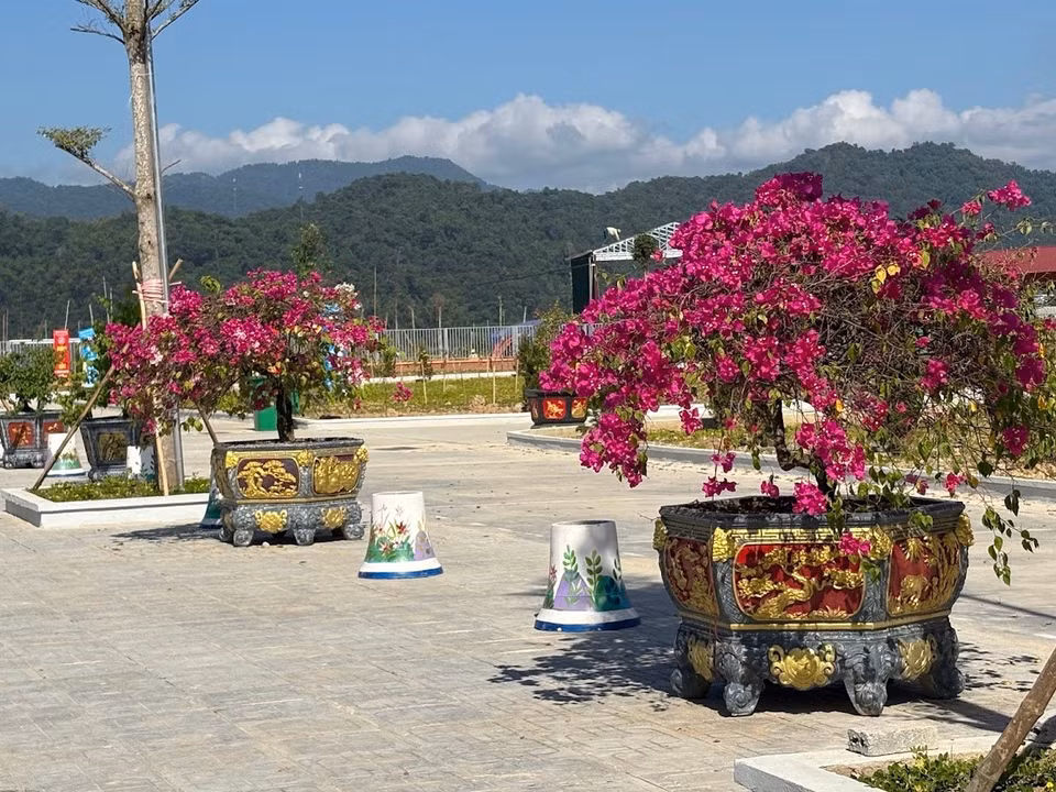 Những cây hoa giấy to hơn và rực rỡ hơn là những cây được mang về từ Trường Tiểu học Pom Lót. (Ảnh: Vietnam+)